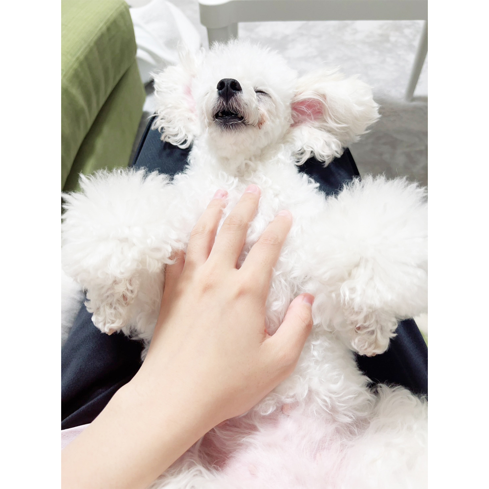 卒業犬ニモちゃんの近況☆